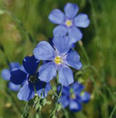 herbal supplements