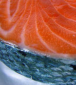 salmon food