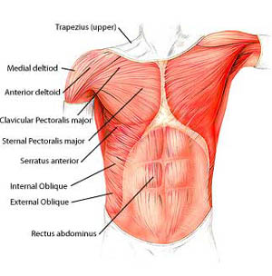 Lees over de spieren van je rug en download een ... hamstring diagram pearson 